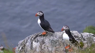 Warum heißt der Papageientaucher?