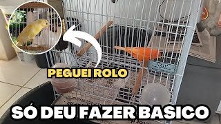 SÓ consegui entrar agora tarde no CANARIL, olha a bagunça