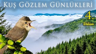Trabzon Düzköy Haçkalıbaba Yaylası Kuş Gözlemi Çalı Kamışçını Sürprizi Kuş Gözlem Günlükleri 4