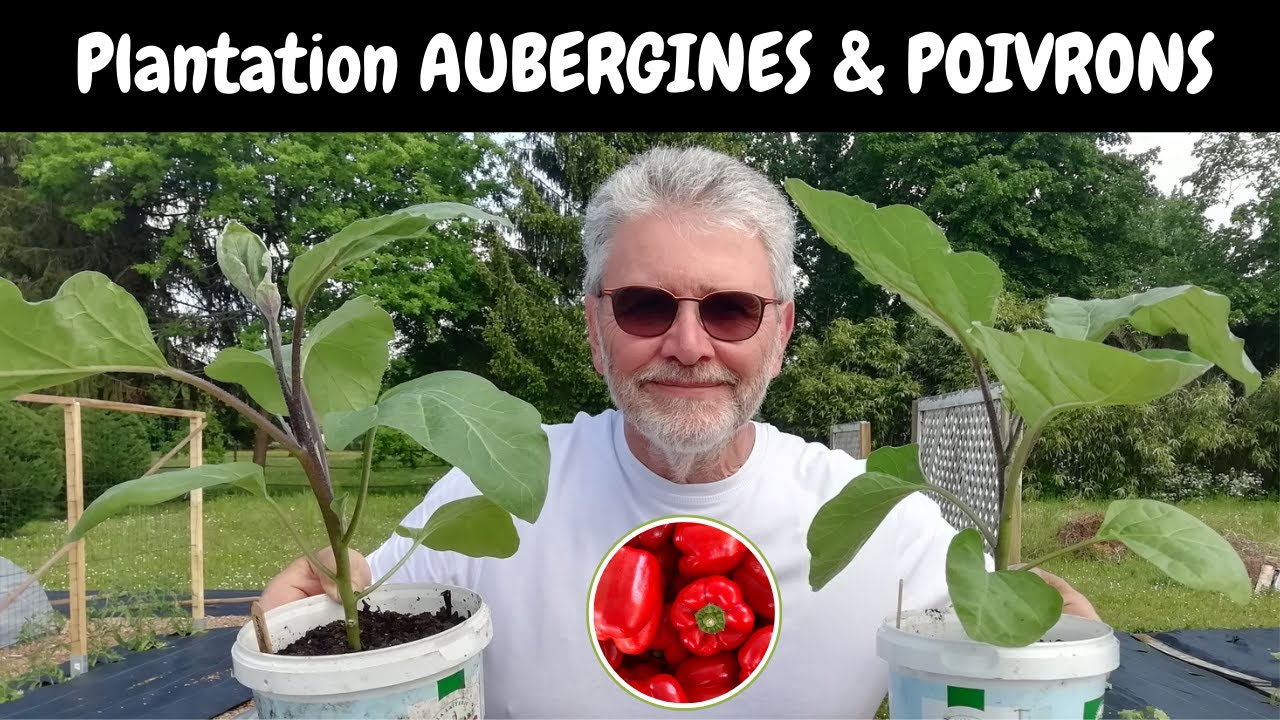 Plantation des AUBERGINES et des POIVRONS issus de semis maison