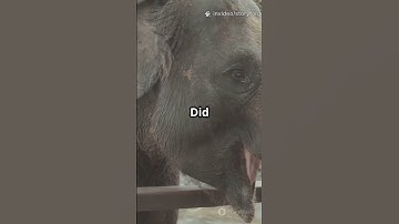 Did You Know Elephants Can’t Jump?! 🐘🚫🦘