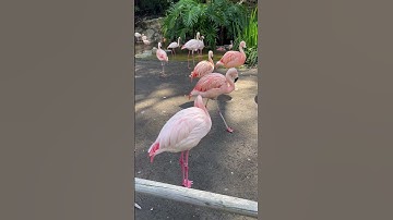 Irresistible You | Official Lyric Video | Original Romantic Love Song