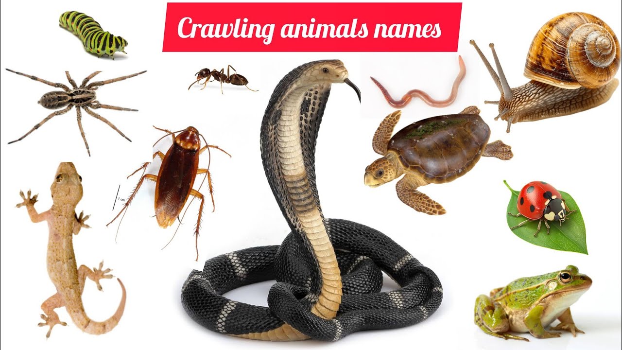 Crawling Animals Names For kids | Learn Crawling Creatures In English With Images And Sounds |