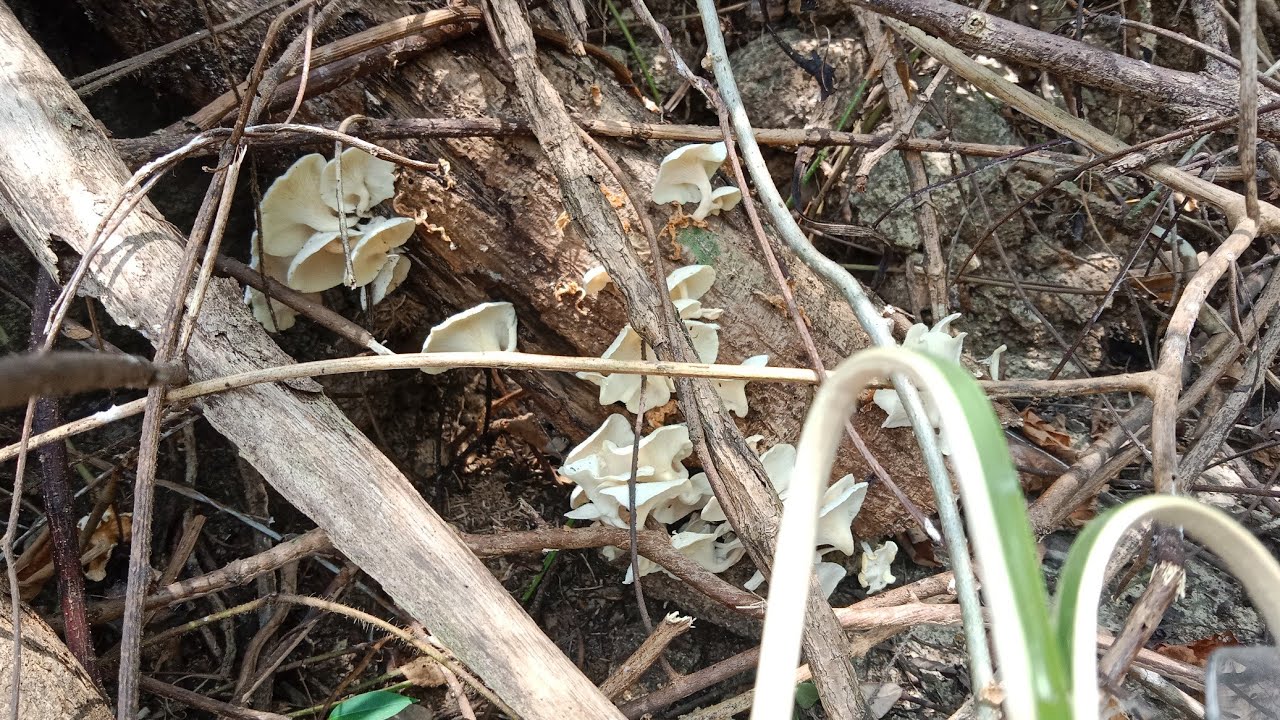 ก้านว่างกับดักไก่ป่า