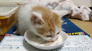 一生懸命たべる子猫