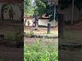 തിരുവല്ല ജയരാജൻ #elephant #thiruvalla