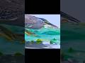 kis tarike se machhali pakdata hai#YouTube short video#trending song #youtube #new #2025 #hindi #l