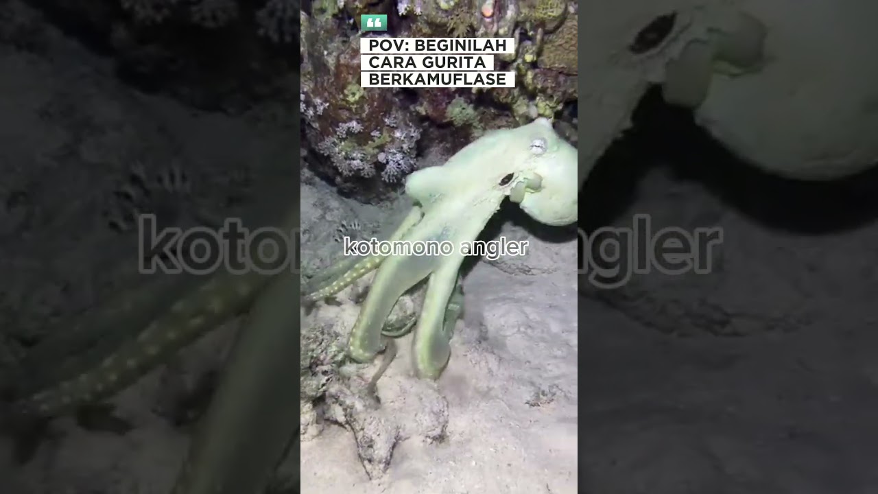 cara gurita berkamuflase #gurita #faktamenarik #faktaunik #shorts