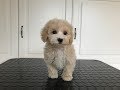 Maltipoo Valp Pälsskötsel