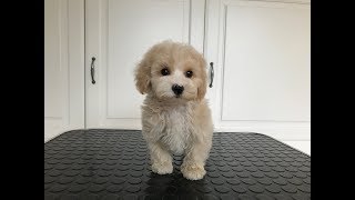 Maltipoo Valp - YouTube