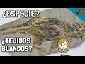 ¿Qué es una especie en Paleontología? - BONUS: ¿Cómo funciona el horquillado filogenético?