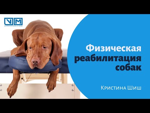 Видео: Гидротерапия для собак