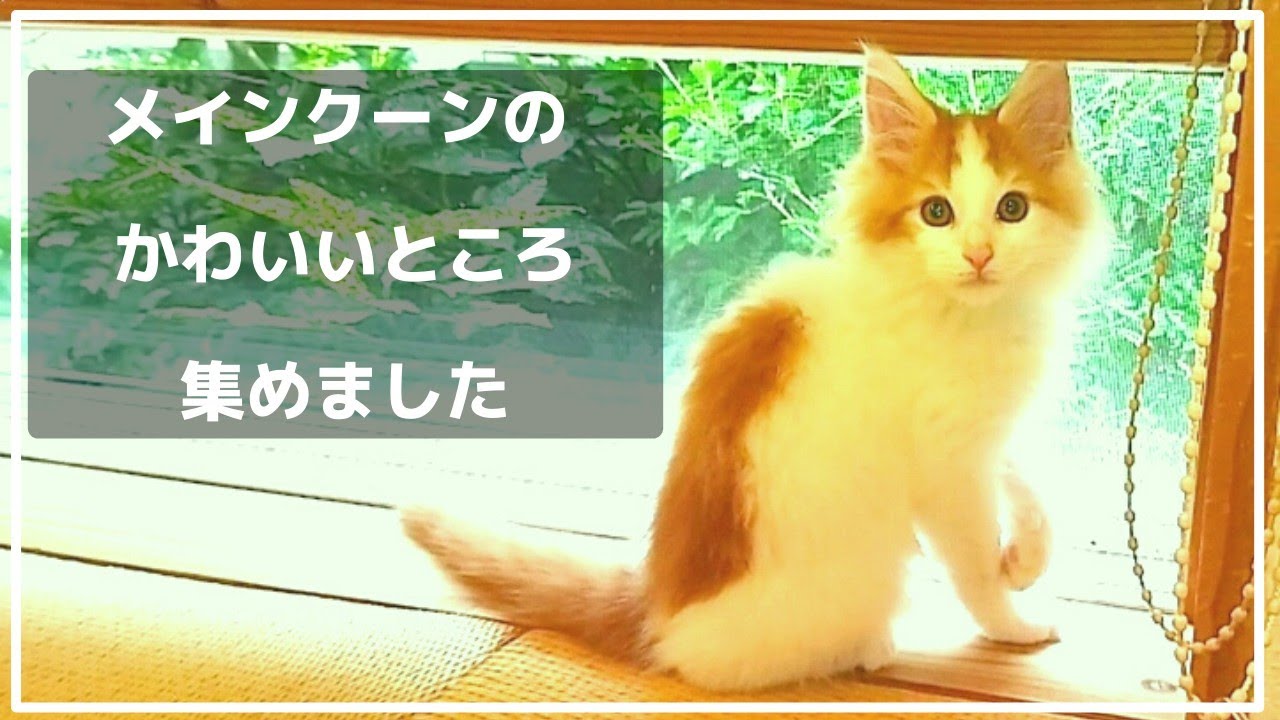 メインクーンを飼いたくなる動画まとめ【1歳5ヶ月総集編】Mainecoon is
