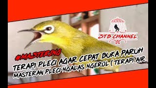 Terapi Pleci Agar Cepat Buka Paruh | Masteran Pleci Ngalas Ngerol ( Terapi Air Mengalir )