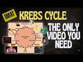 How to Never Forget the Krebs Cycle (Visual Mnemonics)