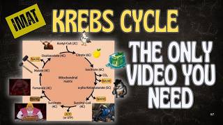 How to Never Forget the Krebs Cycle (Visual Mnemonics)