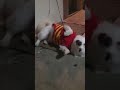 Dog is roll over #dog #rolls