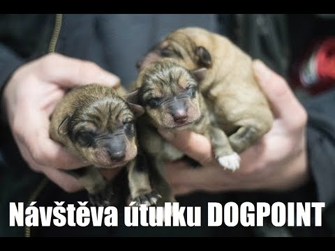 Video: 5 Fun Dobrovolník Nápady na pomoc útulku psů