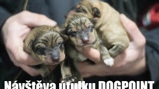 VÝLET DO ÚTULKU DOGPOINT  Psi k adopci a roztomilá štěňátka