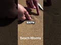 Unsettling Beach Worms You Won't Believe Exist! π