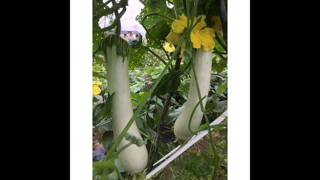 Kinh Nghiệm Trồng Mướp Ngọc Từ Hạt Giống Cho Người Mới Bắt Đầu