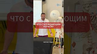Вегетативная нервная система и блуждающий нерв
