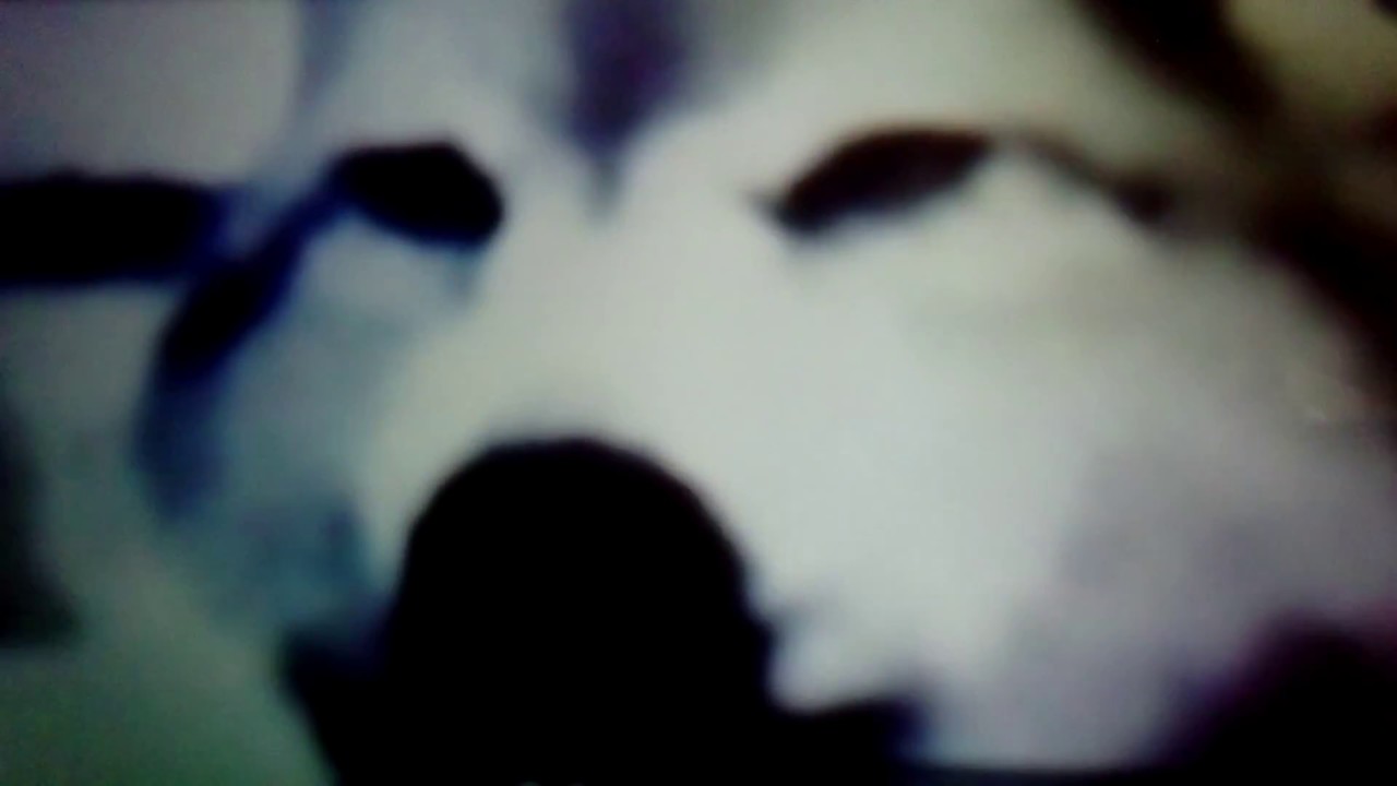 Twilight saga wölfe Jolene