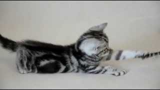 Roksana British Magnificent Cat Месяц и неделя Roksana British Magnificent Cat Месяц и неделя