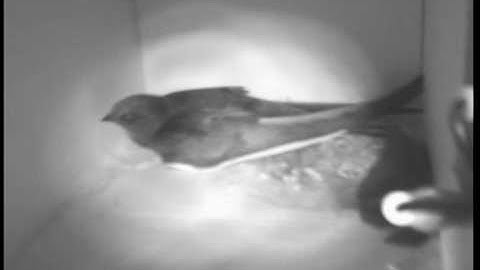 26-06-2010, almost two Swifts....mpg