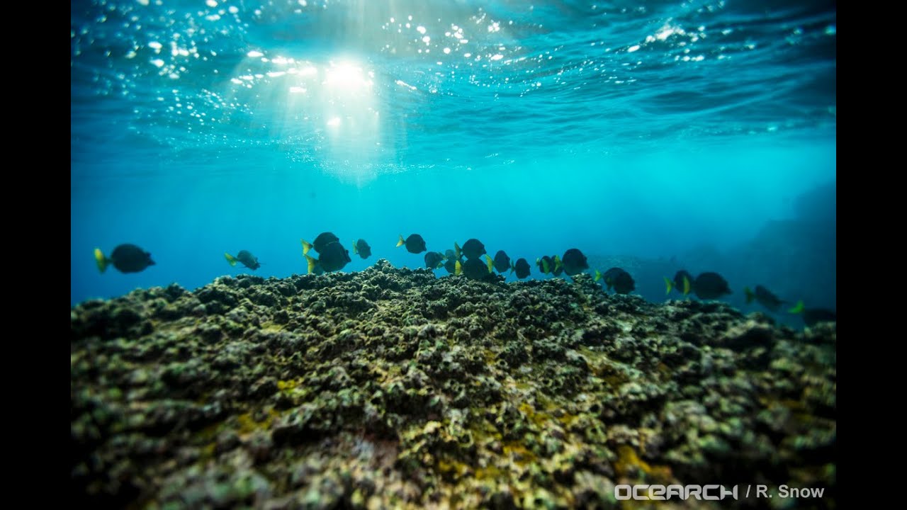 World Ocean Day 2022