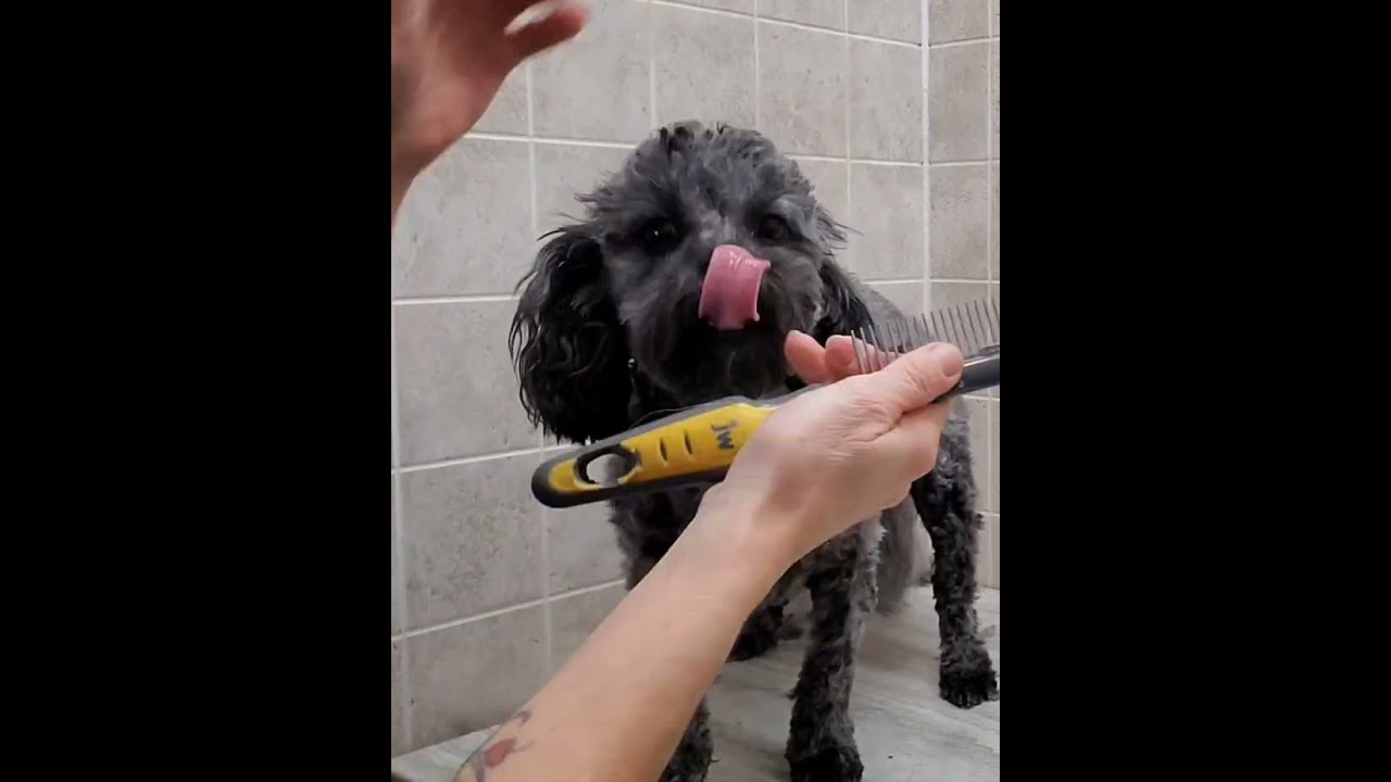 Shih-Tzu/Bichon paw, nail & face trim, dog grooming without restraints