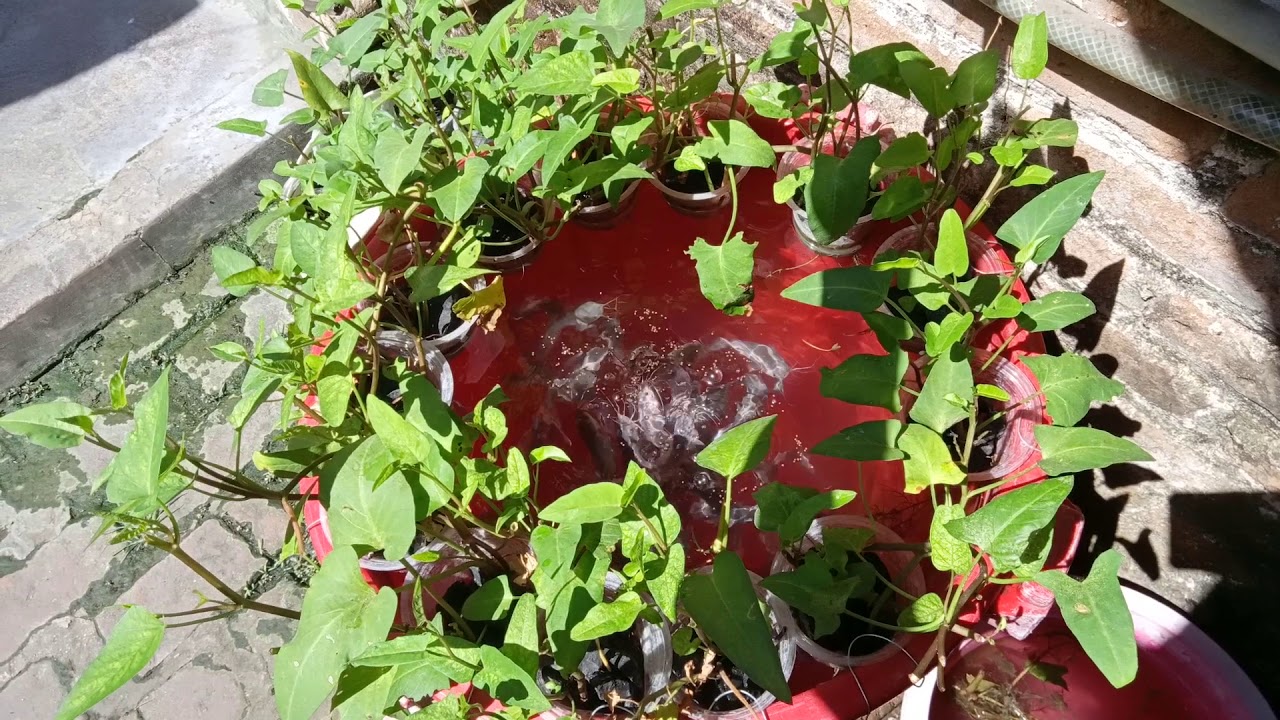 Budikdamber(budidaya ikan dalam ember) 