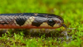 Striped Coral Snake - A Rare and Highly venomous snake from Western Ghats