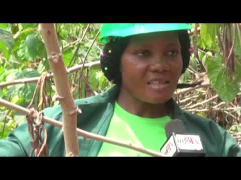 Vidéo: Racines de manioc : conseils pour faire pousser des plantes de manioc et de yuca