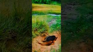 #germanshepherd#dogchase #dogrunning#dogs #doglover#dogshorts #ytshorts#funnydogs #dogattack