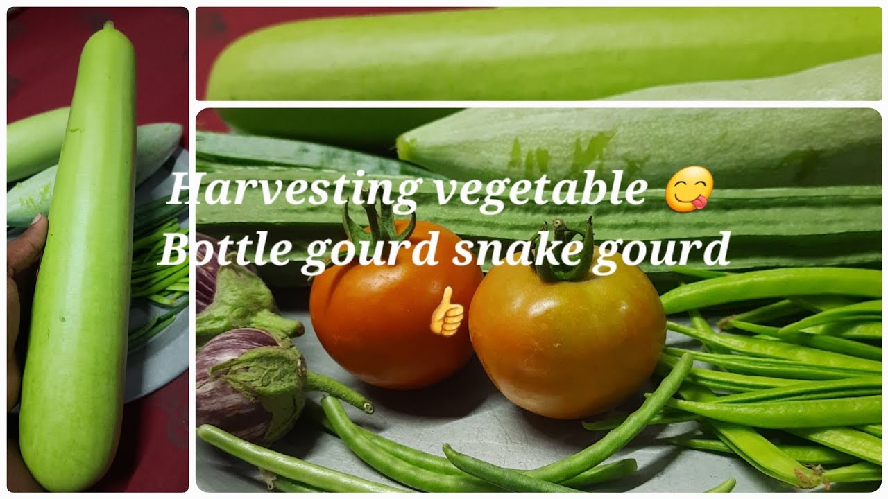 Massive harvest in home garden 🤯  