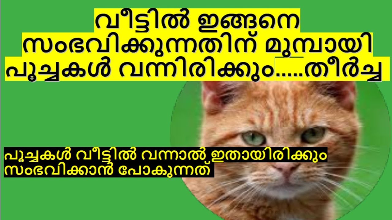 പൂച്ചകൾ വീട്ടിൽ വരുന്നത് വെറുതെയല്ല, ഈ മുന്നറിയിപ്പ് തരാനാണ്... സൂക്ഷിക്കണം #viral