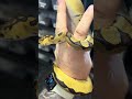 Enchi clown male ball python! #snake #reptiles #ballpython