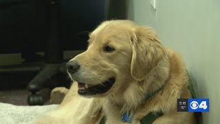 Therapy dog Sully provides comfort for victims of crimes in St. Charles County