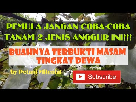 Video: Apakah Perbezaan Antara Anggur Dengan Nama Geografi Dan Anggur Meja