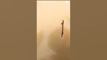 hai anh em đi giăng lưới mùa nước nổi