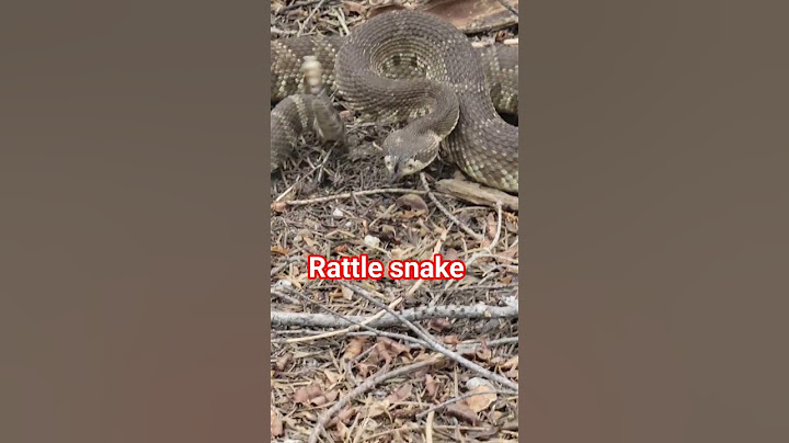 #Rattle Snake #That's very Danger!!