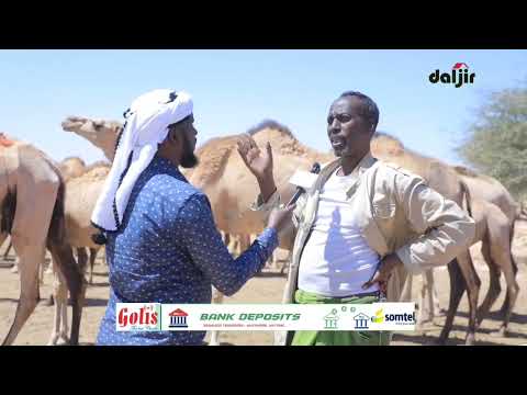 Ceel Biyood Duleedka Degmada Sarmaanyo Oo Xoolaha Abaarta Saameysay Biyaha Qadhaadh Ka Cabaan