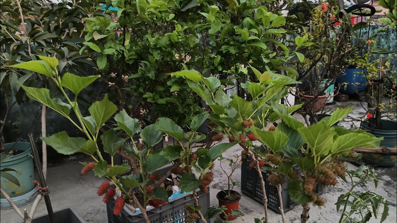 আমার ছাদ বাগানের ফলের আপডেট তার সাথে ফল গাছের বর্তমান পরিচর্যা কিভাবে করবেন 