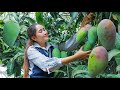 Pick sweet mango at home for eating | Sweet mango dipping two sauces | Amazing video