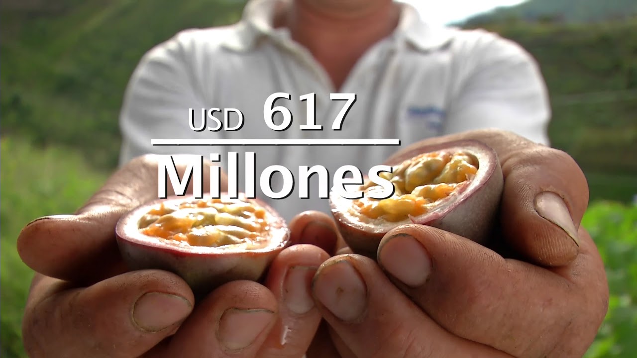 Agricultura al Día / Gulupa: una fruta tipo exportación con sello de calidad colombiano