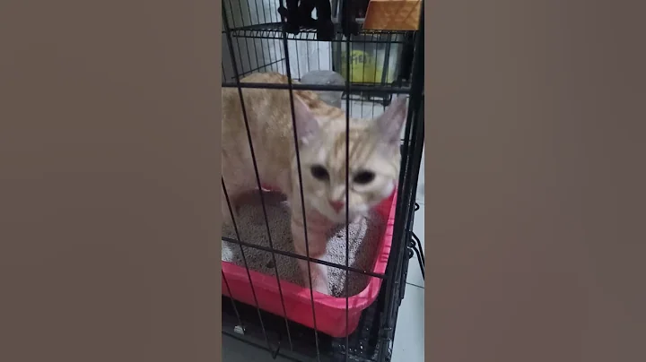 Video 10954431: scottishfold cat, himalayan cat