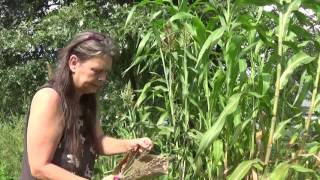 Harvesting Sorghum seeds