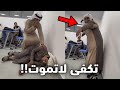 هذا أقوى واحد في المدرسه