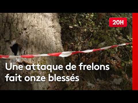 Loire: Hornet attack during a trail race, 11 runners treated